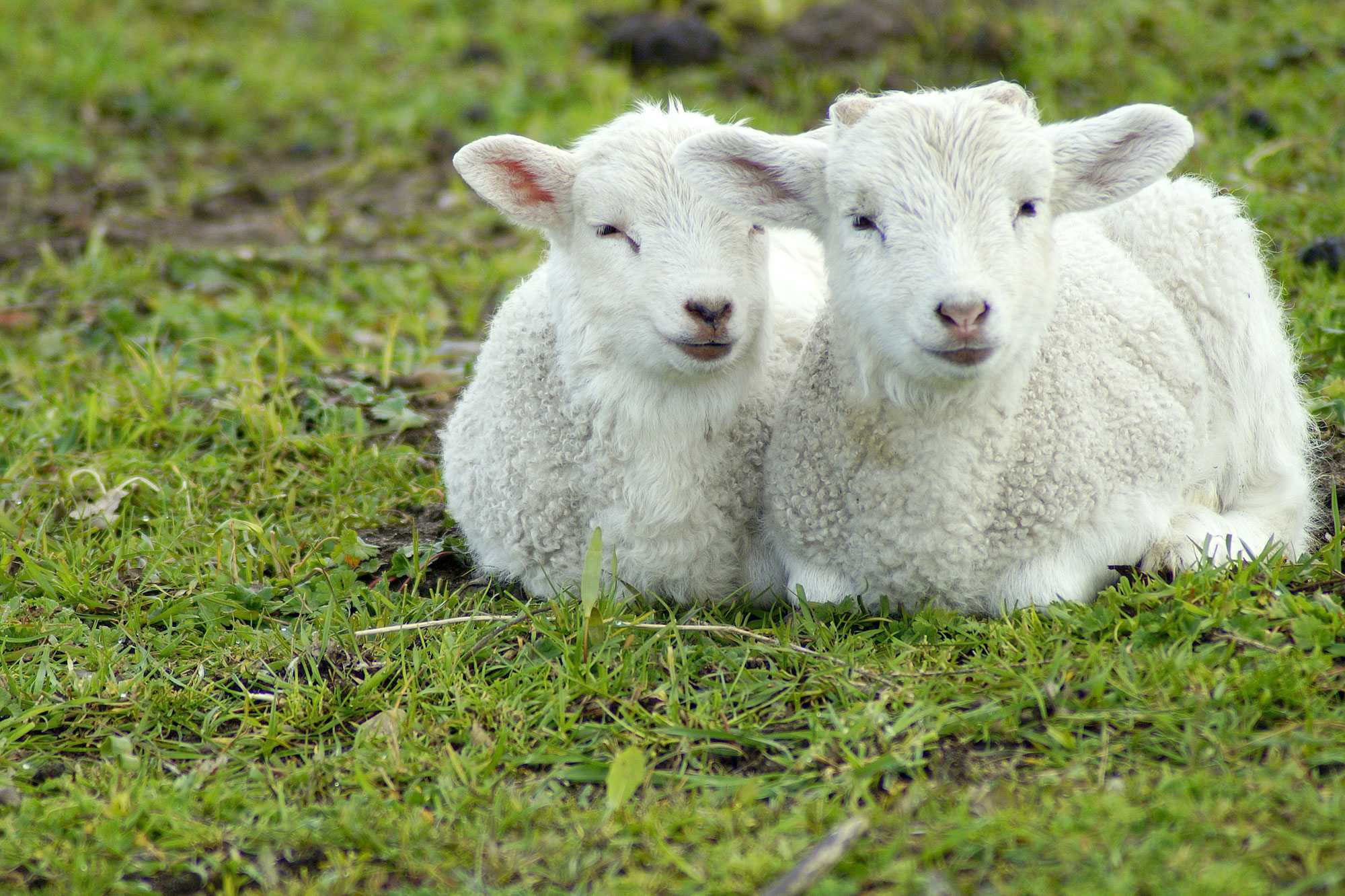 Ягнята 2 месяца. Ягненок. Красивая Овечка. Милые овцы. Белая овца.